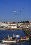 Galicia / Galiza - Cambados, Pontevedra province: fishing boats - Rias Baixas coast - Comarca do Salnés - photo by S.Dona'